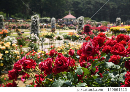 Maebashi City Shikishima Park Rose Garden Maebashi City Shikishima Park Rose Garden 139661813