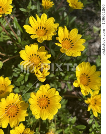 Gazania (medal chrysanthemum) 139661866