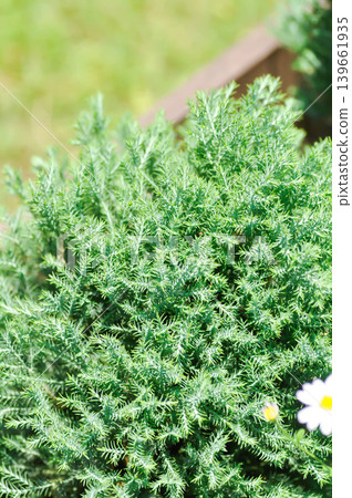 CUPRESSACEAE or Juniperus chinensis L Stricta Variegata, Juniperus chinensis Stricta or pine tree CUPRESSACEAE or Juniperus chinensis L Stricta Variegata, Juniperus chinensis Stricta or pine tree 139661935