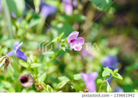 Torenia fournieri Lindl, Scrophulariaceae or Wishbone flower or Bluewings or Torenia or pink flower Torenia fournieri Lindl, Scrophulariaceae or Wishbone flower or Bluewings or Torenia or pink flower 139661942
