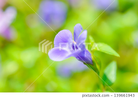 Linderniaceae, Torenia Blue Impulse or Torenia concolor Lindley or Torenia rubens Bentham or Wishbone flower or blue flower Linderniaceae, Torenia Blue Impulse or Torenia concolor Lindley or Torenia rubens Bentham or Wishbone flower or blue flower 139661943