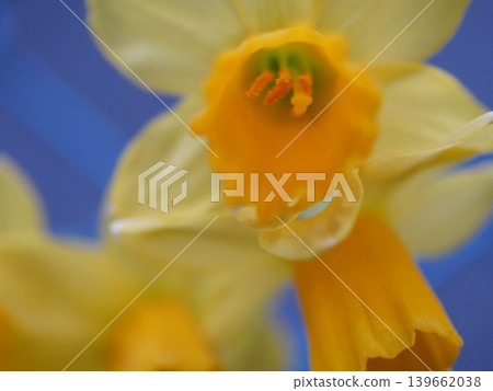 Close-up of the stamens and pistils of a daffodil Close-up of the stamens and pistils of a daffodil 139662038