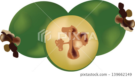 fruit of the feijoa cut fruit of the feijoa cut 139662149