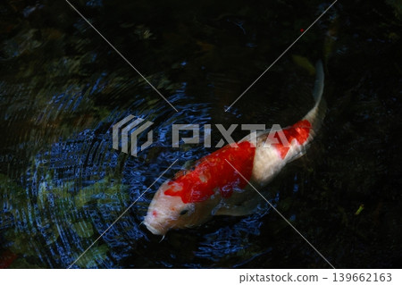 優雅的游泳鯉魚 139662163