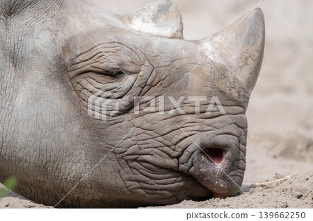 White Rhinoceros Resting on Sand White Rhinoceros Resting on Sand 139662250