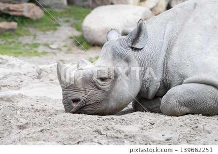 White Rhinoceros Resting on Sand White Rhinoceros Resting on Sand 139662251