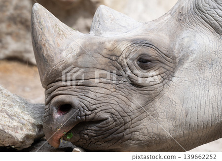 White Rhinoceros Resting on Sand White Rhinoceros Resting on Sand 139662252