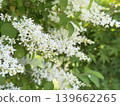 白色小花和綠色葉子 139662265