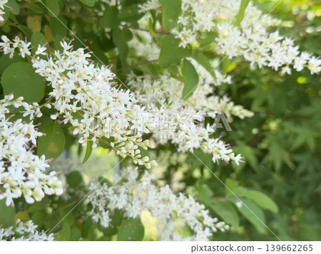 白色小花和綠色葉子 白色小花和綠色葉子 139662265