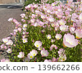 路邊盛開的時令花卉：成簇的月見草 139662266