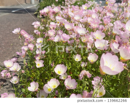Seasonal flowers blooming by the roadside: Evening primroses in clusters Seasonal flowers blooming by the roadside: Evening primroses in clusters 139662266