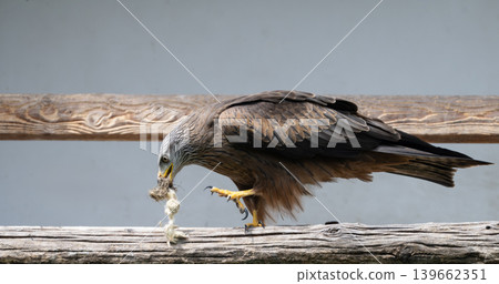 Bird of Prey Feeding on Perch 139662351