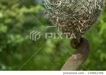 Elephant Trunk Reaching for Hay 139662396