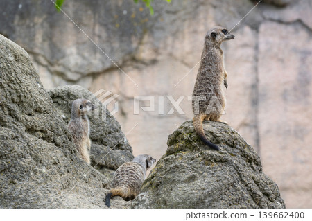 Meerkat sitting on a large rock in a natural habitat  139662400