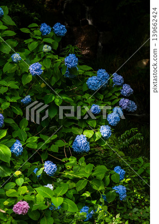 Blue hydrangeas blooming in the dappled sunlight and a green garden Blue hydrangeas blooming in the dappled sunlight and a green garden 139662424