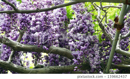 Kazahaya no Sato wisteria flowers 139662437