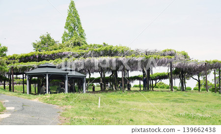Kazahaya no Sato wisteria flowers 139662438