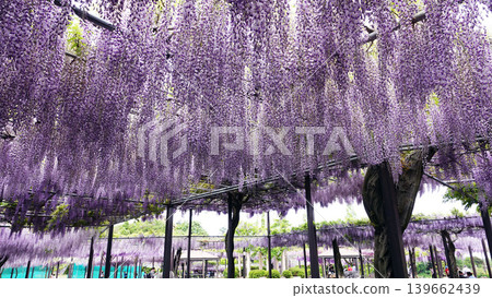 Kazahaya no Sato wisteria flowers 139662439