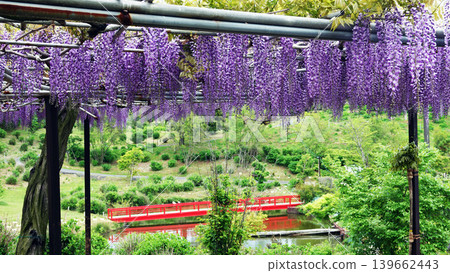 Kazahaya no Sato wisteria flowers 139662443