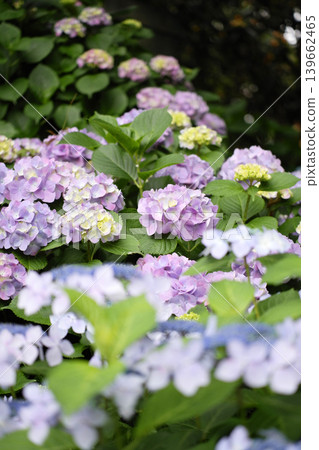 Hydrangea Garden Park during the rainy season Hydrangea Garden Park during the rainy season 139662465