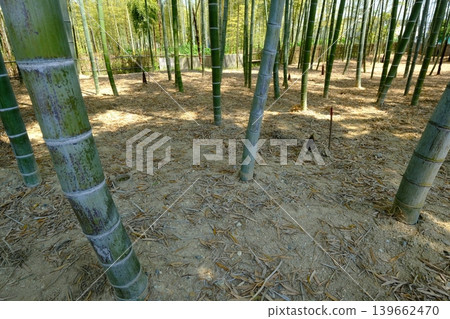 Bamboo forests in the Otokuni region Bamboo forests in the Otokuni region 139662470