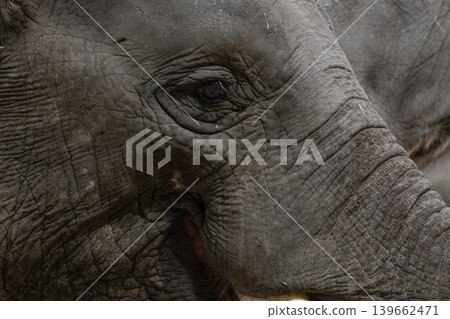 Elephant Head Portrait Elephant Head Portrait 139662471