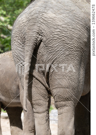 Elephant Skin and Tail Detail Elephant Skin and Tail Detail 139662478