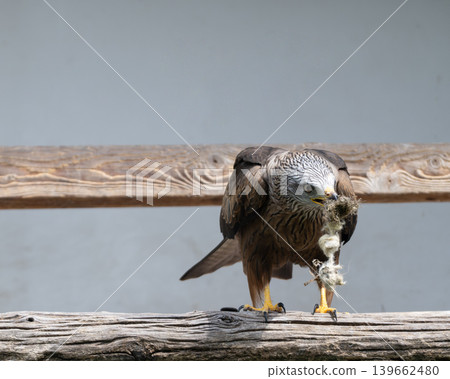 Bird of Prey Feeding on Perch Bird of Prey Feeding on Perch 139662480