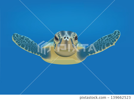sea turtle aquatic animal- 139662523