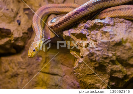 wild snake in the zoo wild snake in the zoo 139662546