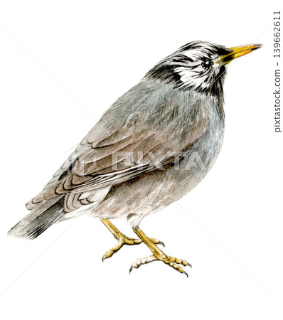 手繪椋鳥(手繪水彩)野生鳥類 手繪椋鳥(手繪水彩)野生鳥類 139662611