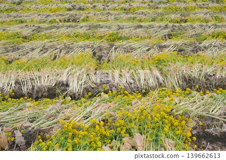 A field in early spring where rapeseed flowers have been harvested. A field in early spring where rapeseed flowers have been harvested. 139662613