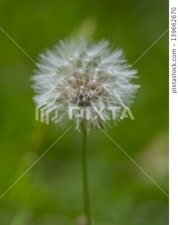 macro shot of a dandelion flower 139662670