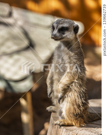 Meerkat standing looking for something Meerkat standing looking for something 139662739