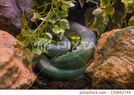 wild snake in the zoo wild snake in the zoo 139662749