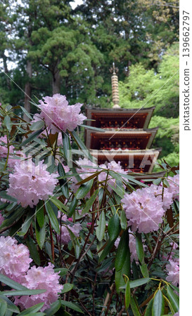 Beautiful rhododendron flowers Beautiful rhododendron flowers 139662797
