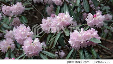 Beautiful rhododendron flowers Beautiful rhododendron flowers 139662799