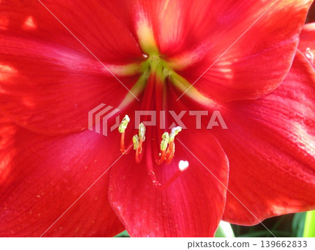 Amaryllis flower 139662833