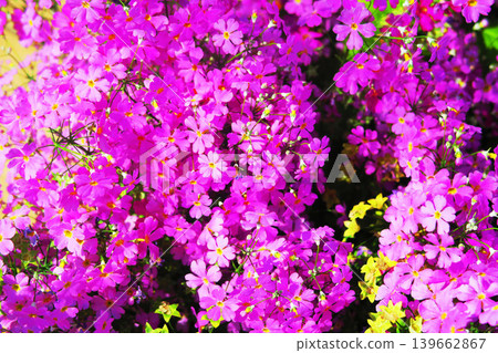 盛開的粉紅色報春花景象。 盛開的粉紅色報春花景象。 139662867