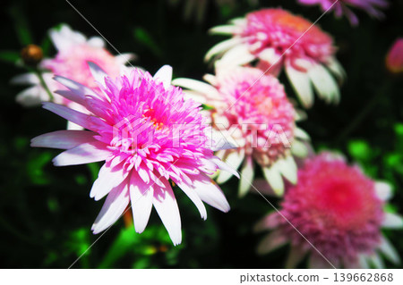 美麗的雛菊（菊花）景色。 139662868