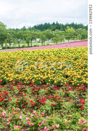 廣闊的花田 廣闊的花田 139662952