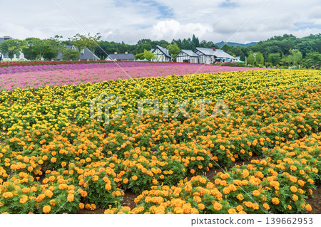 Vast flower field Vast flower field 139662953