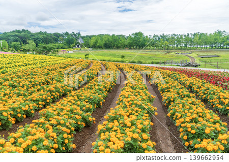 Vast flower field Vast flower field 139662954