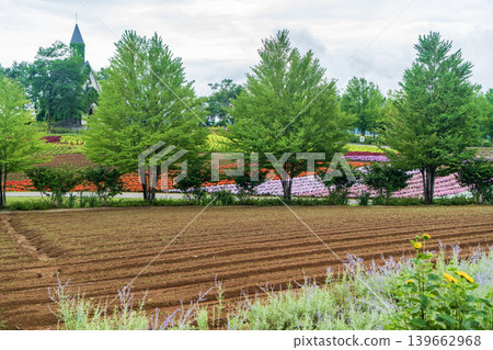 A field of flowers beyond the row of trees A field of flowers beyond the row of trees 139662968