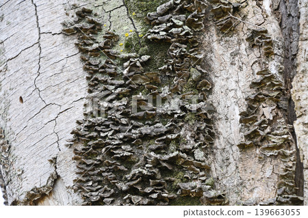 Mushroom (Bracket fungus) Mushroom (Bracket fungus) 139663055