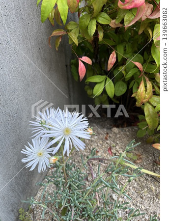  White flower 139663082