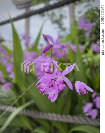 垂直圖像：白色及花特寫，紫色花朵，背景為織品。 139663145