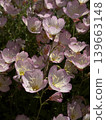 簇生的月見草（Oenothera biennis）－背景花材 139663148