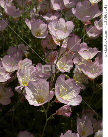 簇生的月見草（Oenothera biennis）－背景花材 139663148
