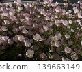路邊盛開的月見草；花卉背景；城市背景。 139663149